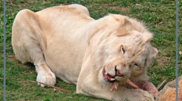 ما هو الليث؟