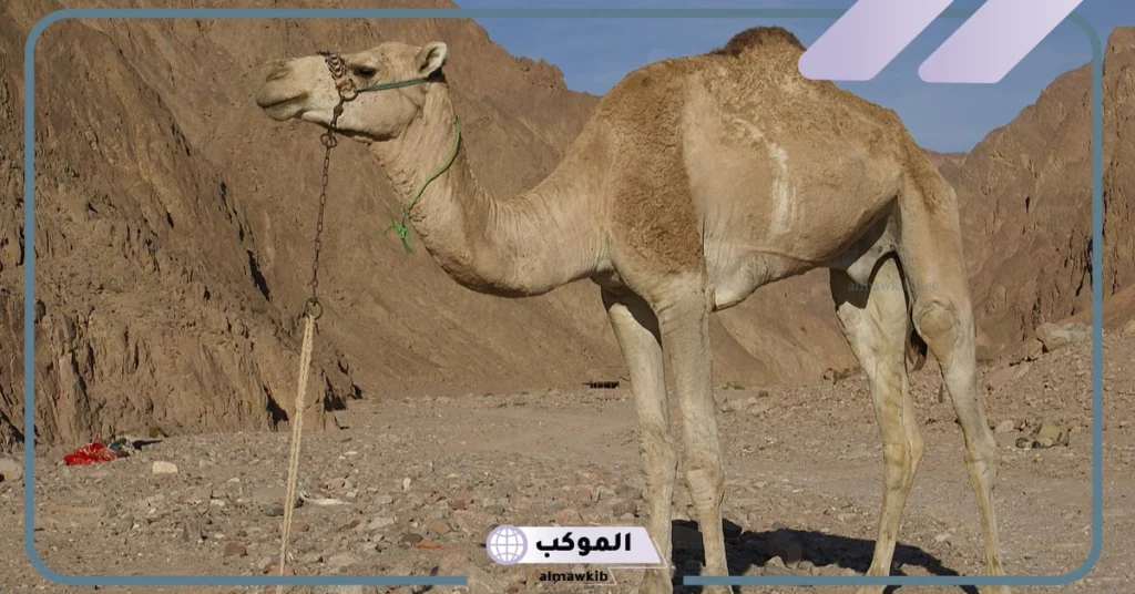 ما هي مدة حمل الجمل؟ كم مرة تلد الناقة في حياتها 5 كم هي مدة الحمل عند الجمل ذو السنامين بالايام