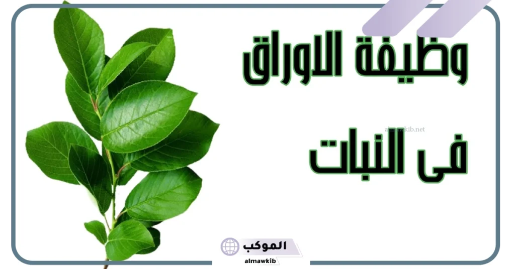تعريف الأوراق 