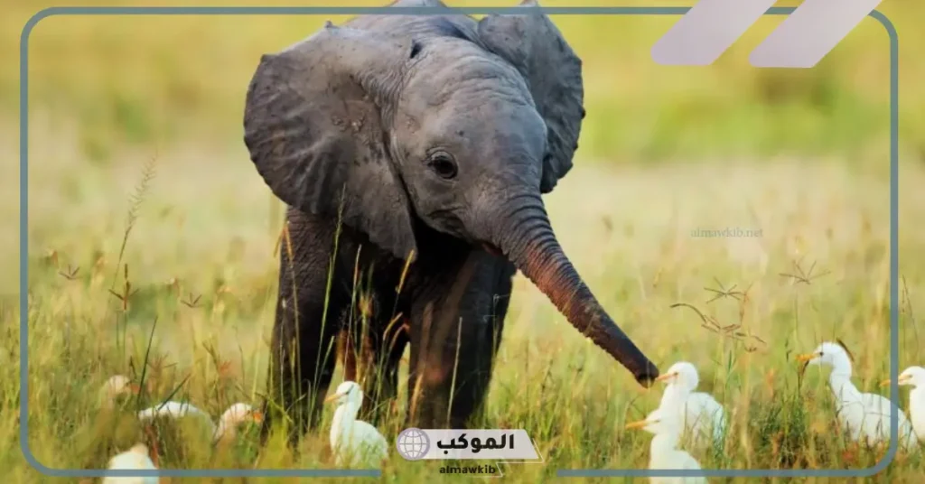 اسم صغير الفيل من 4 حروف