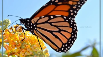 مراحل تطور الفراشات