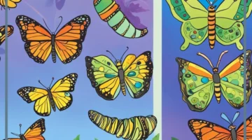 مراحل حياة الفراشة