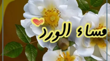 مساء الورد عبارة