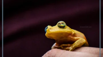 معلومات صغير الضفدع