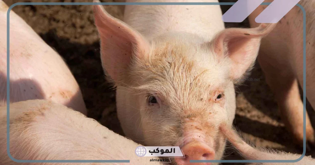 ماذا يأكل الخنزير؟ لماذا يكره الله الخنزير ومعلومات عن حياته 6 معلومات عن لحم الخنزير