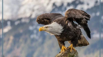 معلومات عن العقاب