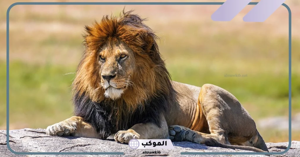 ما هو الليث؟ معنى اسم ليث في القرآن 5 معنى اسم ليث وصفاتة