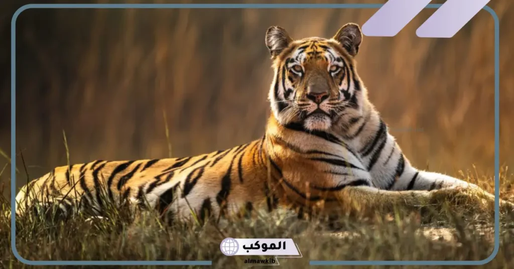 تفسير رؤية الهروب من النمر في المنام للعزباء