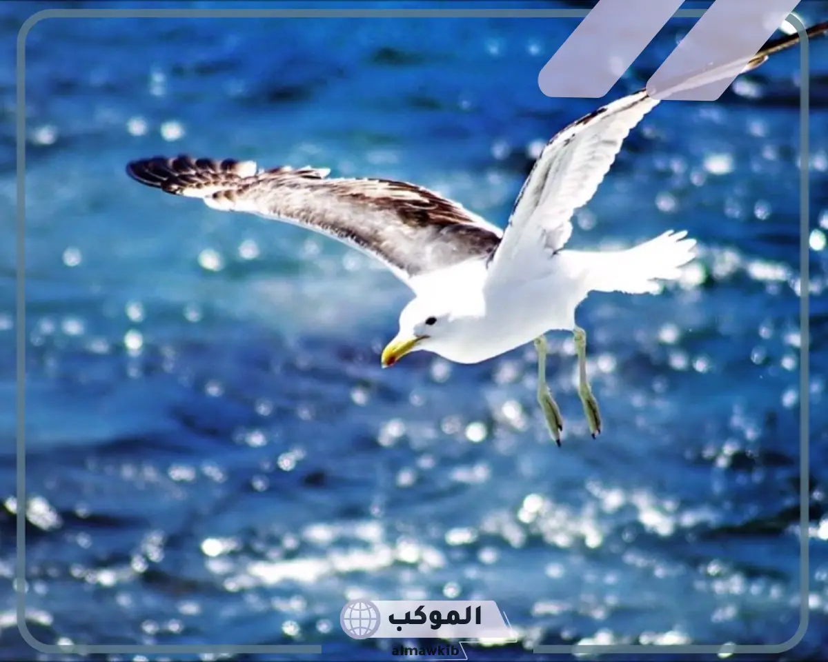 طيور البحر