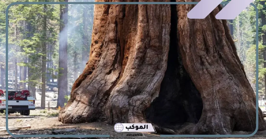 معنى سكويا بالسعودي.. وش معنى سيكويا دائمة الخضرة؟ 5 شجرة سكويا ما هي