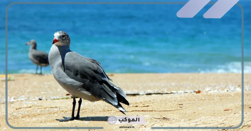 طائر البحر الأبيض