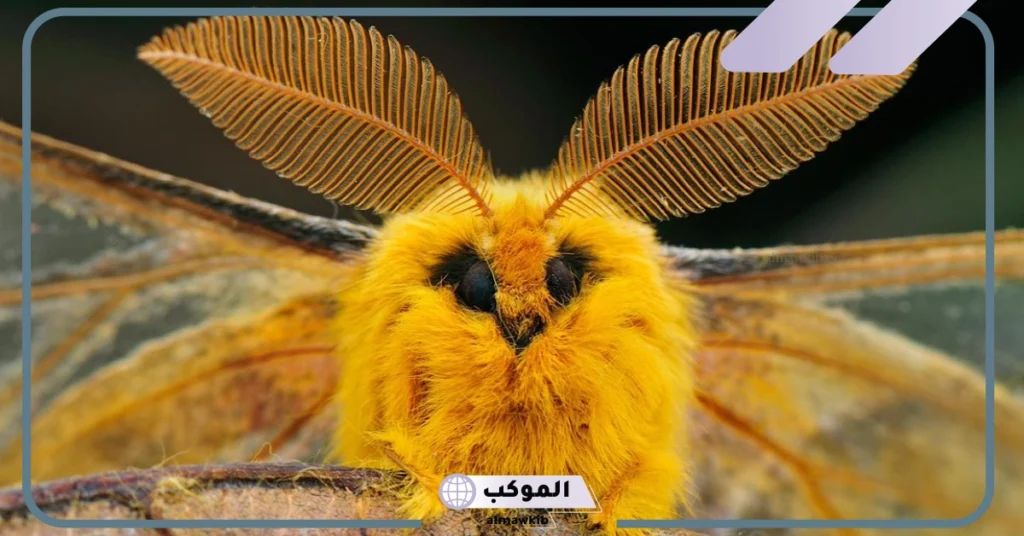 ما هي وظيفة قرون الاستشعار؟ 