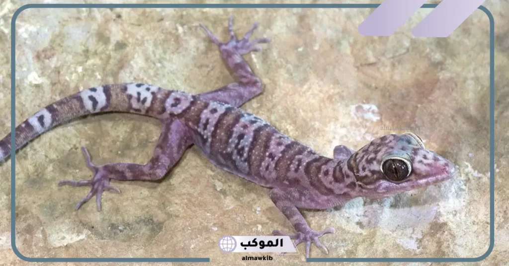 هجوم الوزغ في المنام للمتزوجة