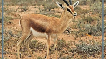 اسم صغير الغزال بالفرنسية