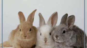 الأرانب البرية أنواعها