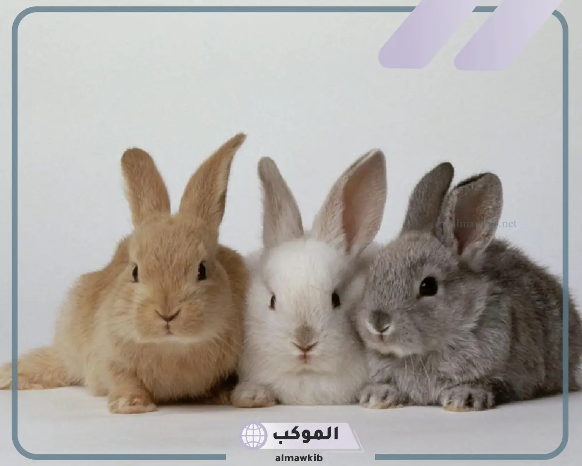 انواع الارانب