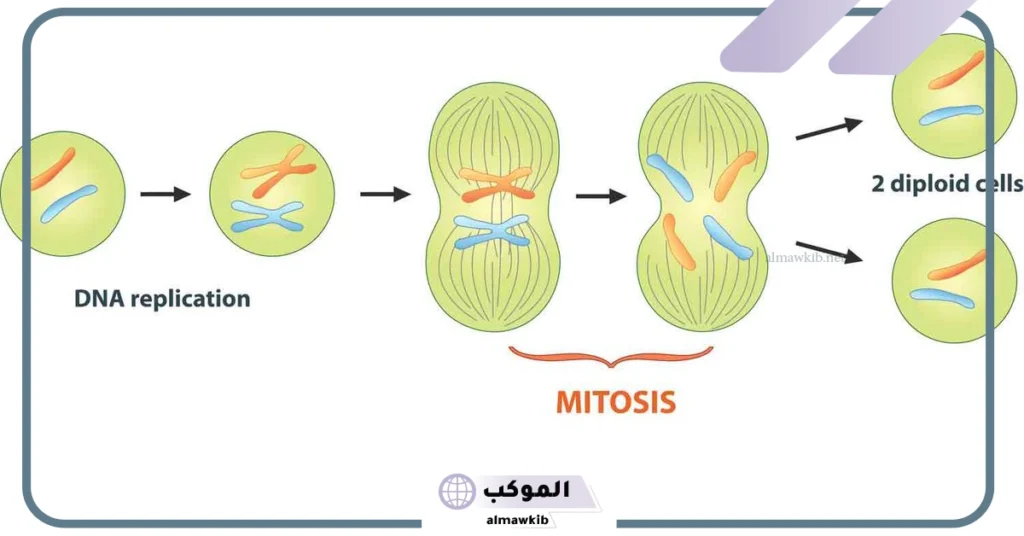 اين يحدث الانقسام المتساوي 