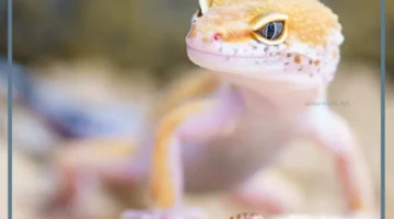 البرص للحالمة