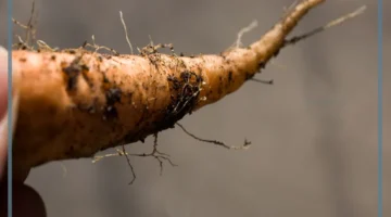 الجذور الوتدية