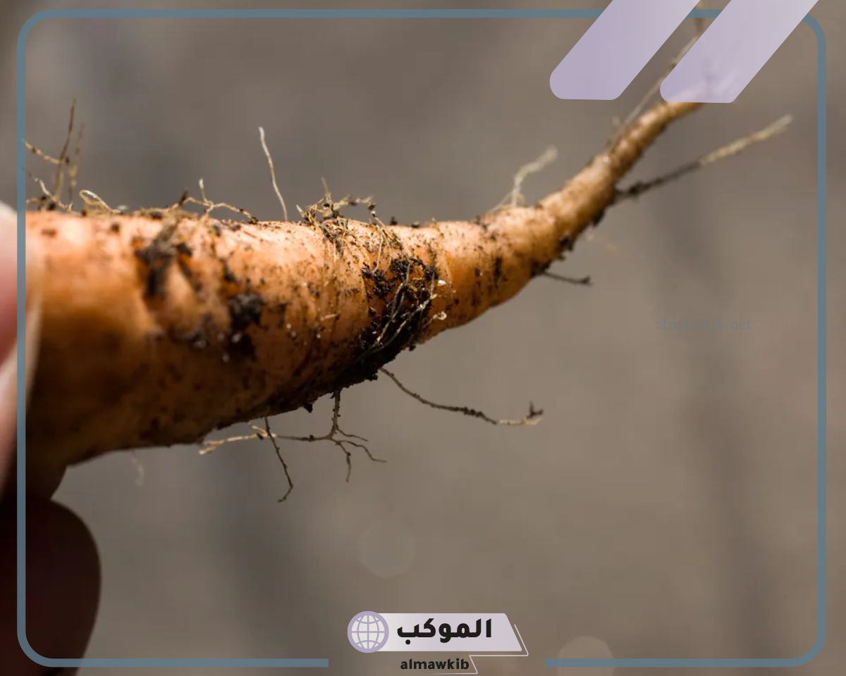 من انواع الجذور بالتفصيل