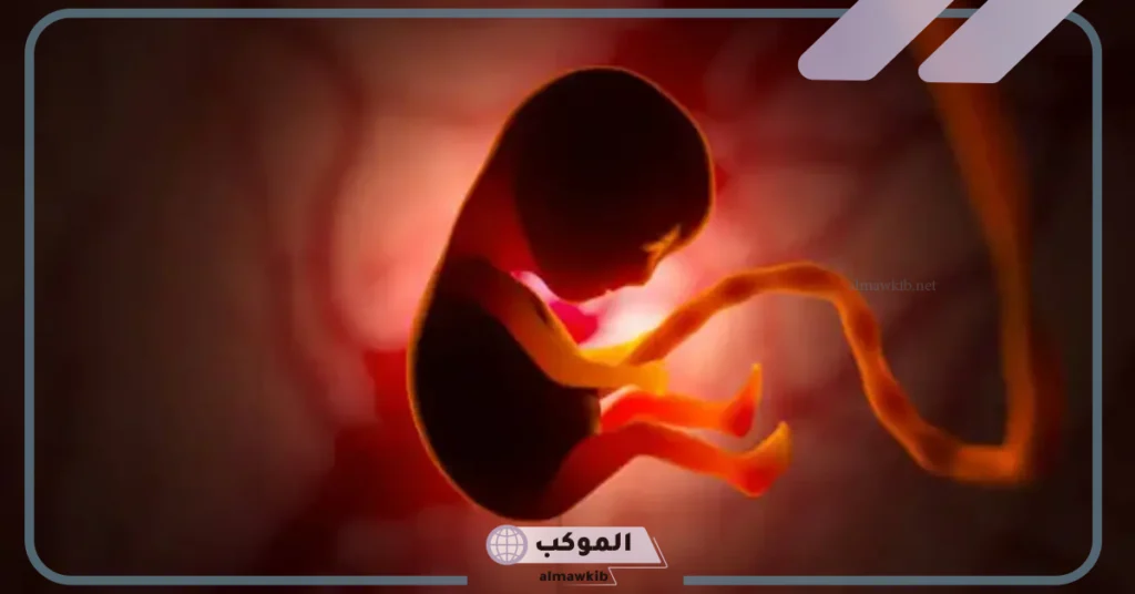 شكل الجنين في الشهر الثالث بالسونار