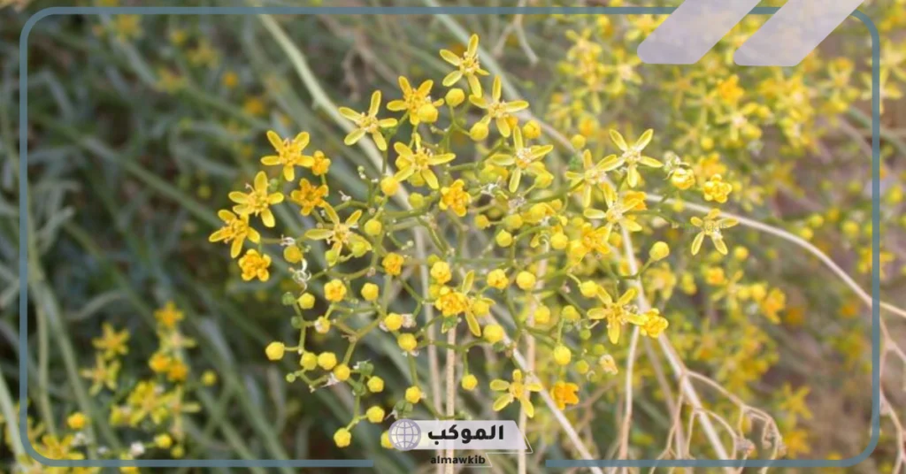 تجربتي مع عشبة الحزا