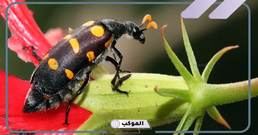 تفسير حلم رؤية الخنفساء في المنام للعالم ابن سيرين وعلاقتها بالخير 5 رؤية الخنفساء في المنام للعزباء