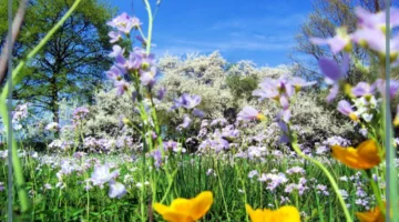 الربيع بعد فصل