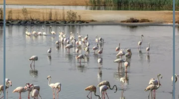 السياحة في المحميات