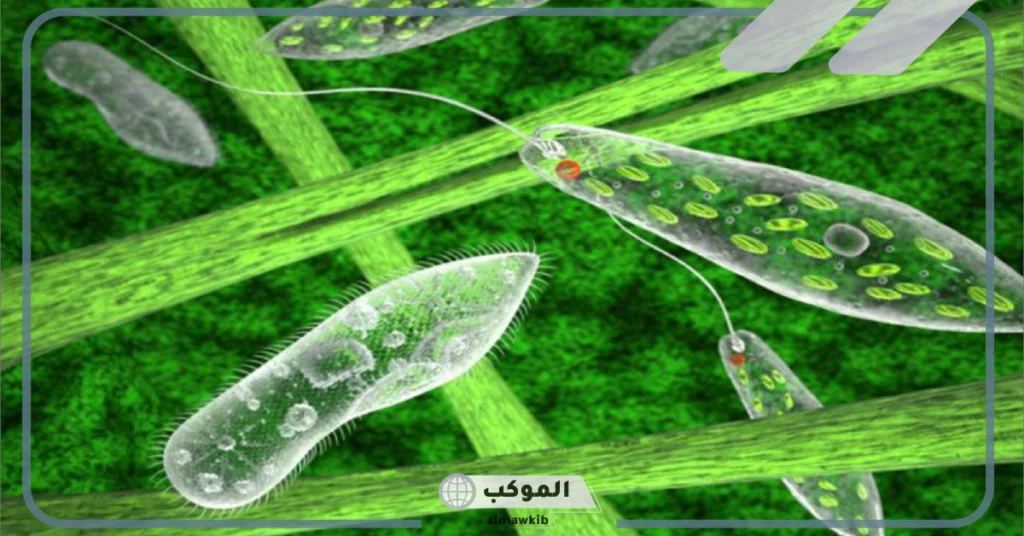 الطلائعيات الشبيهة بالحيوانات 