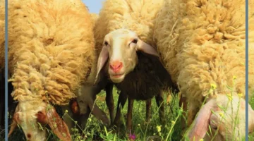 الغنم للعزباء