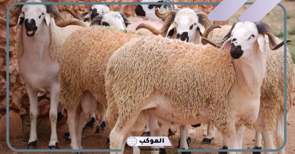 تفسير رؤية الغنم في المنام للرجل لابن شاهين وابن سيرين 6 رؤية الغنم في المنام للرجل العازب