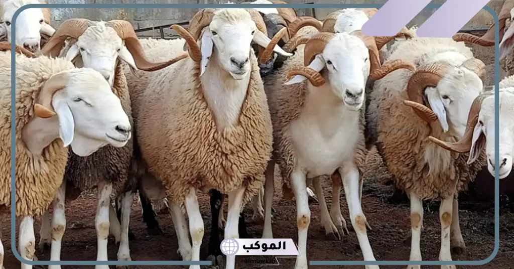تفسير رؤية الغنم في المنام للرجل لابن شاهين وابن سيرين 5 رؤية الغنم في المنام للعزباء