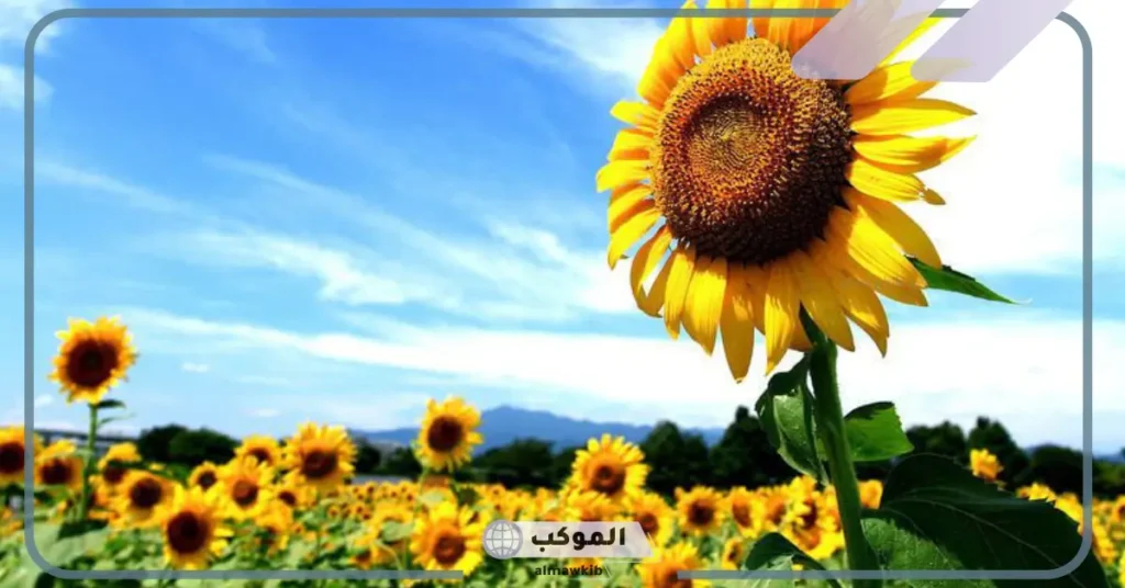 تعريف النباتات اللابذرية