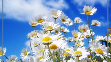 بداية الربيع