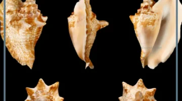 بماذا يفيد السرومباء