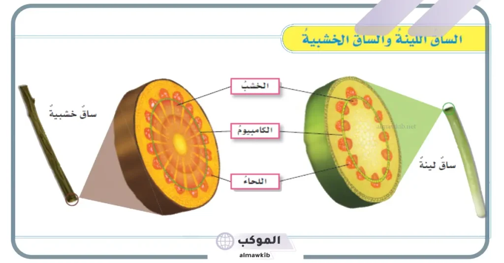 أجزاء الساق في النبات