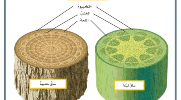 تعريف الساق اللينة