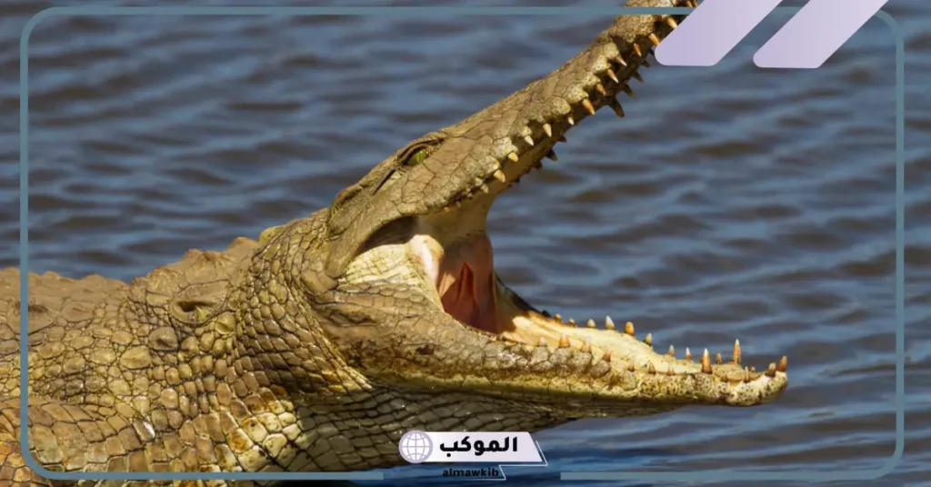 تفسير حلم رؤية التمساح في المنام للمتزوجة والعزباء لكبار العلماء 6 النجاة من التمساح في المنام للمتزوجة