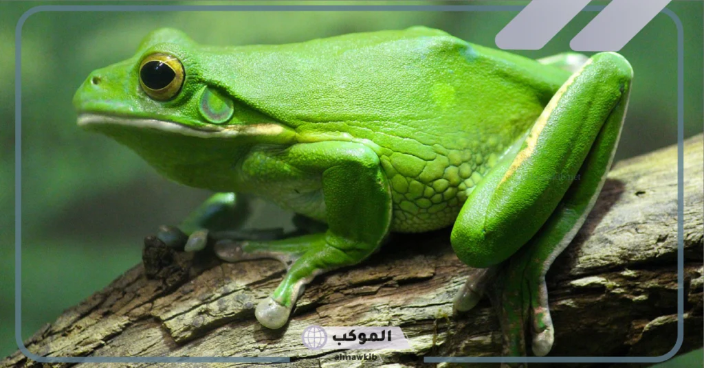 كيف يموت الضفدع 