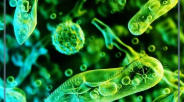 تنوع الطلائعيات