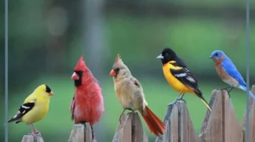 خواص الطيور