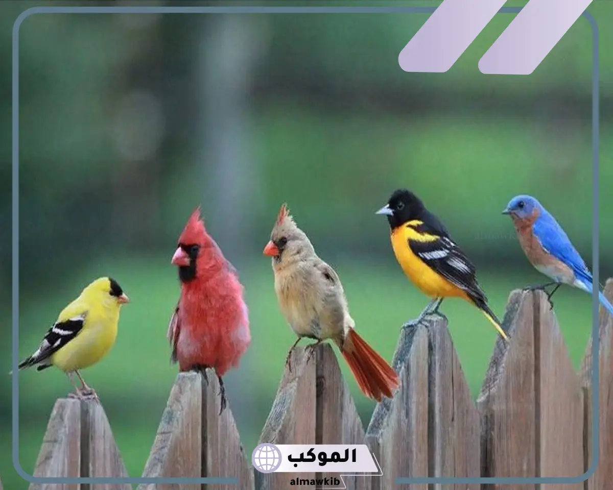 من خصائص الطيور