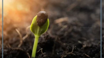 خواص النباتات البذرية