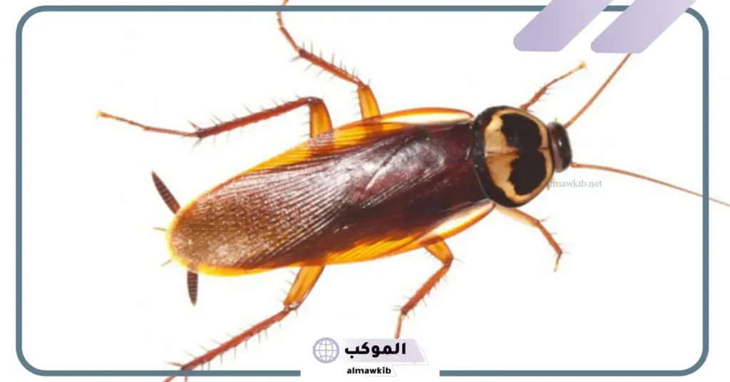 تفسير رؤية الحلم بالصراصير للرجل والمرأة عند ابن سيرين 6 تفسير حلم الصراصير في البيت وقتلها للمطلقة