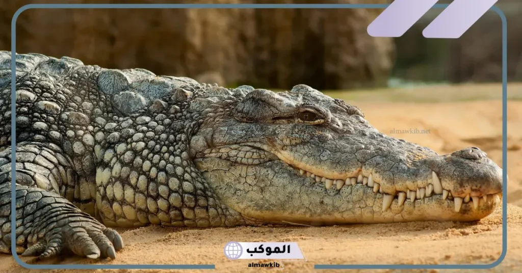 تفسير حلم رؤية التمساح في المنام للمتزوجة والعزباء لكبار العلماء 5 رؤية التمساح في المنام للعزباء