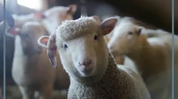 دلالة حلم غنم