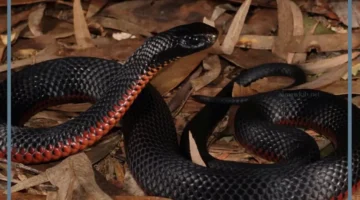 دلالة حية سوداء