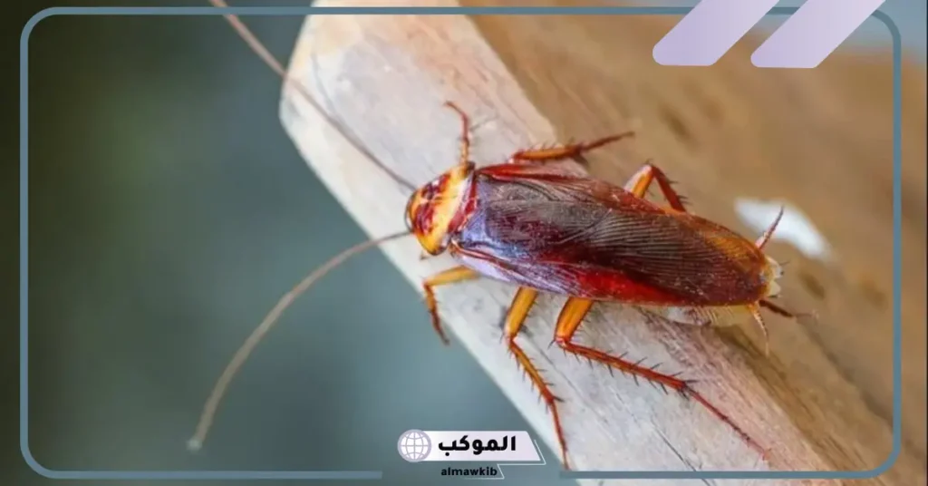 رؤية الصرصور في المنام للمتزوجة