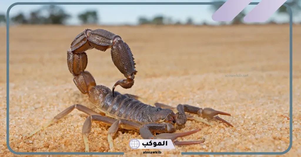 تفسير حلم رؤية العقرب في المنام للعزباء عند ابن سيرين 6 رؤية العقرب الأسود في المنام للعزباء